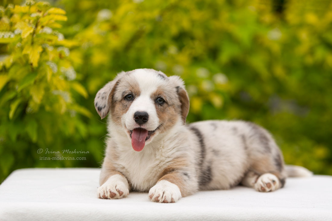 Щенки вельш корги кардиган. Ирина Москвина | фотограф | Москва