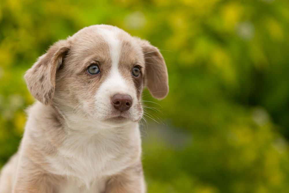 Щенки вельш корги кардиган. Ирина Москвина | фотограф | Москва