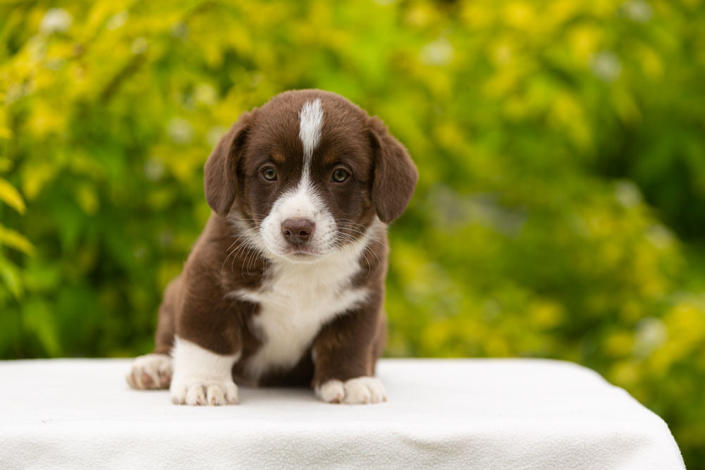Щенки вельш корги кардиган. Ирина Москвина | фотограф | Москва