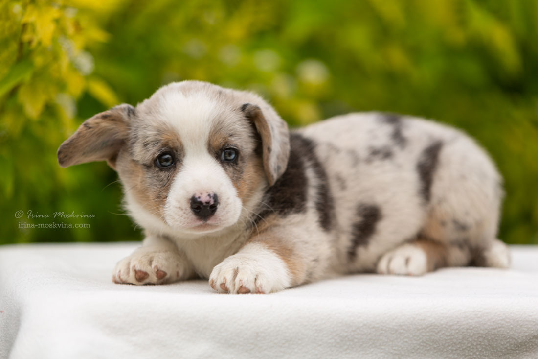 Щенки вельш корги кардиган. Ирина Москвина | фотограф | Москва
