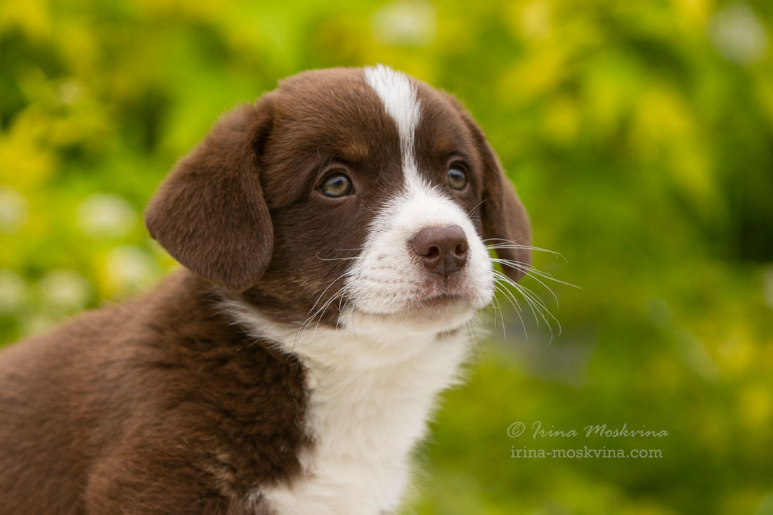 Щенки вельш корги кардиган. Ирина Москвина | фотограф | Москва