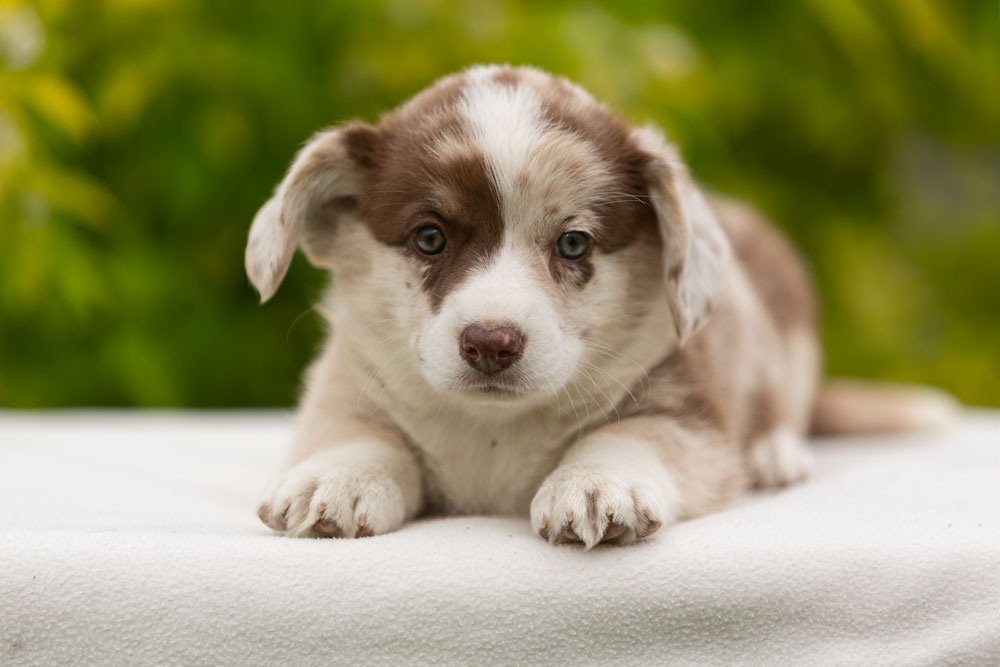 Щенки вельш корги кардиган. Ирина Москвина | фотограф | Москва
