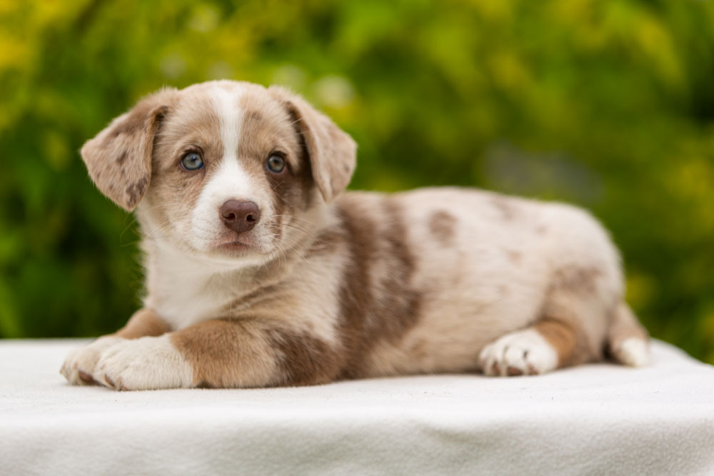 Щенки вельш корги кардиган. Ирина Москвина | фотограф | Москва