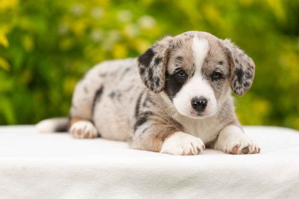 Щенки вельш корги кардиган. Ирина Москвина | фотограф | Москва