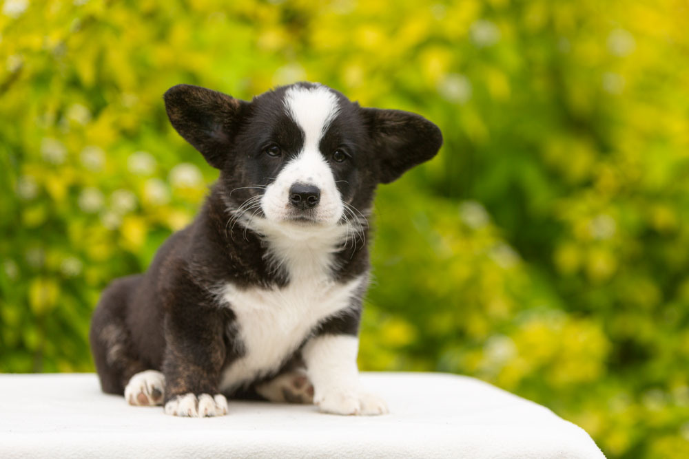 Щенки вельш корги кардиган. Ирина Москвина | фотограф | Москва