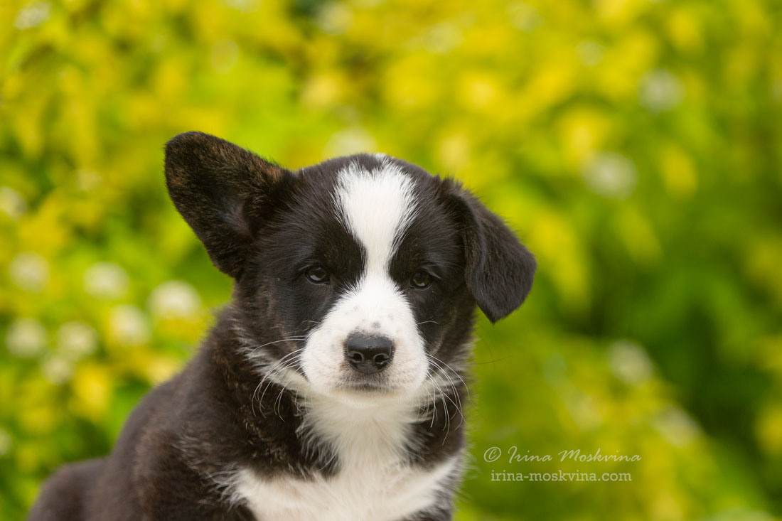 Щенки вельш корги кардиган. Ирина Москвина | фотограф | Москва
