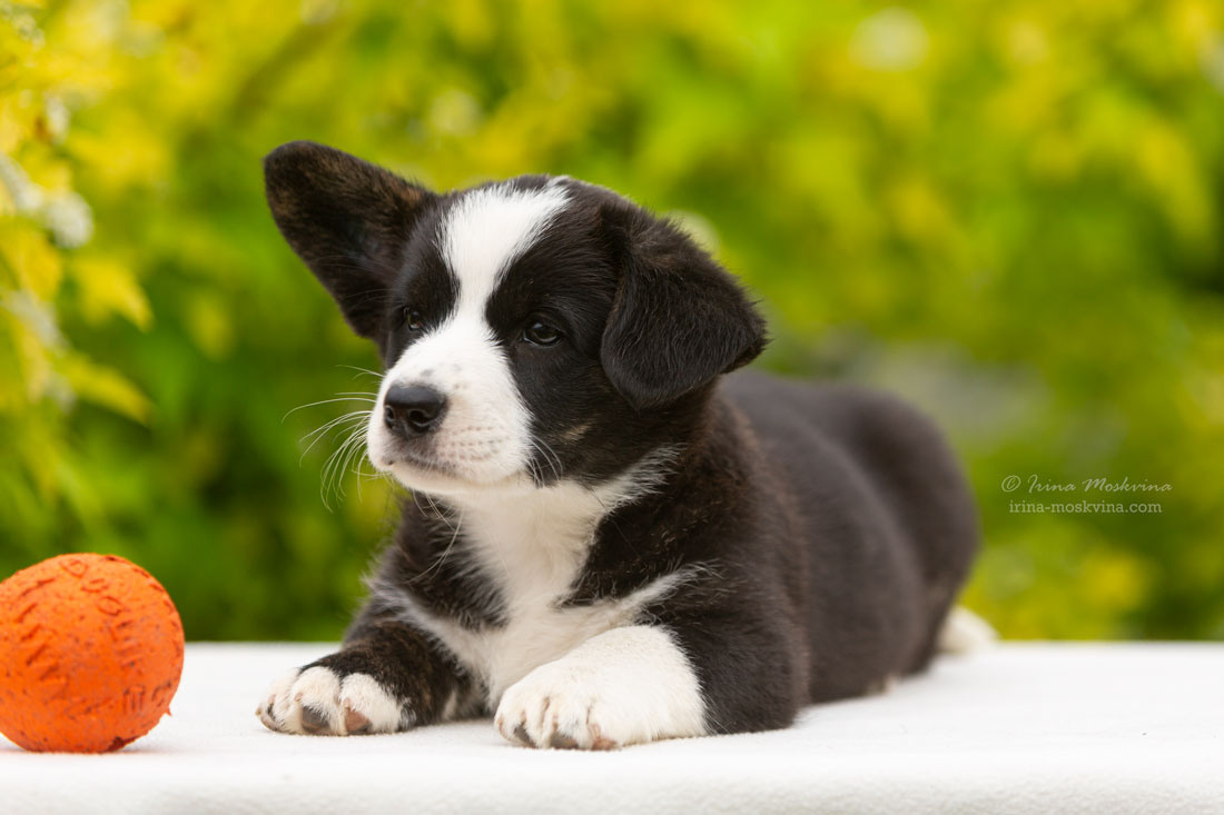 Щенки вельш корги кардиган. Ирина Москвина | фотограф | Москва