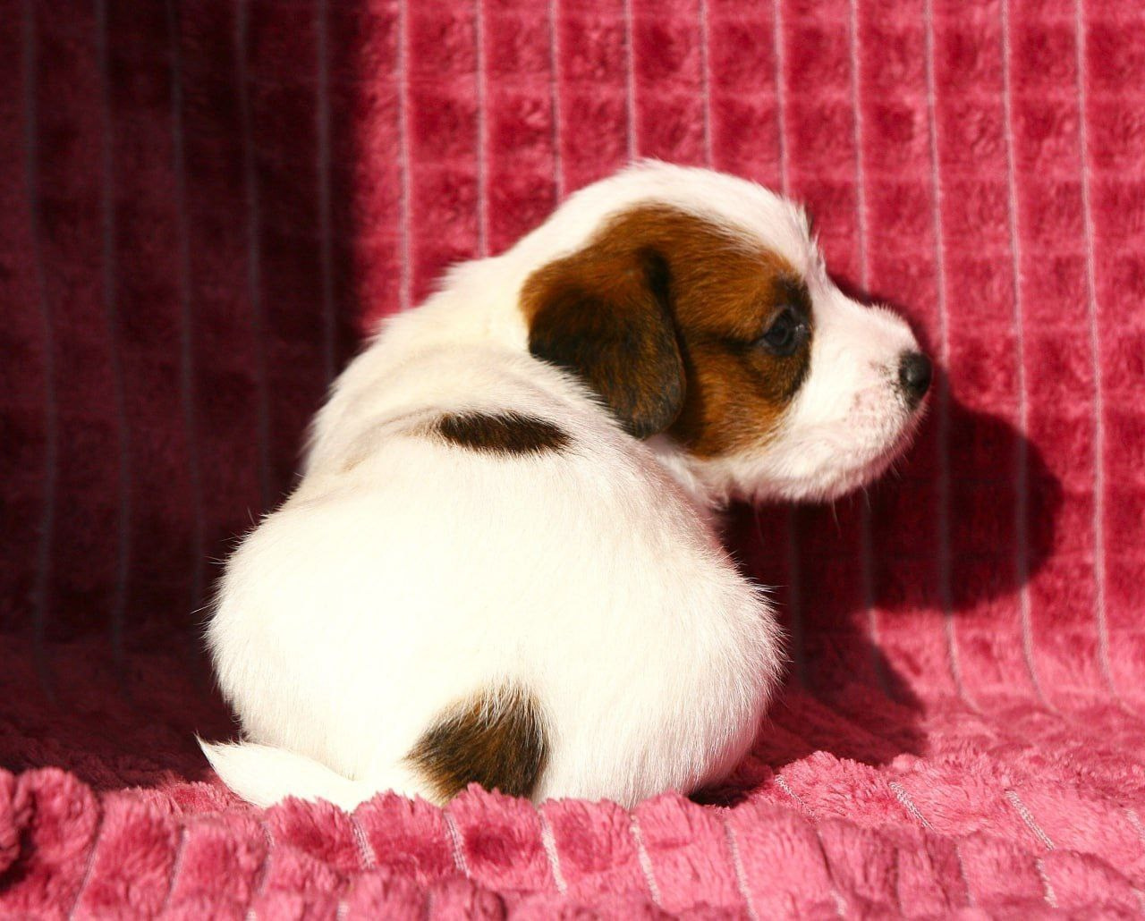 Кобель1. Lovely Orange kennel Jack Russell Terrier FCI/RKF