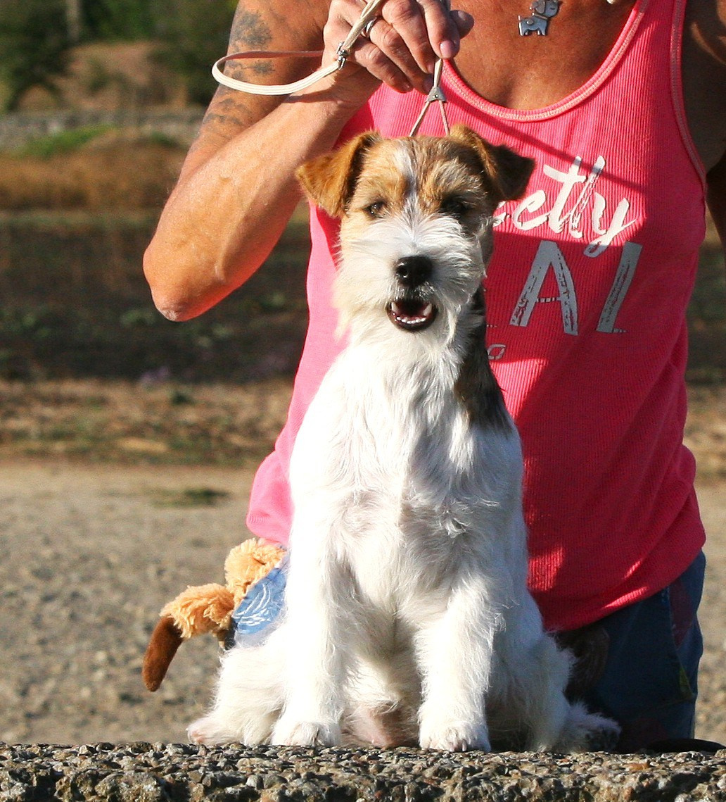 Lovely Orange Finka Del Mare Merlot. Lovely-Orange питомник джек рассел терьеров