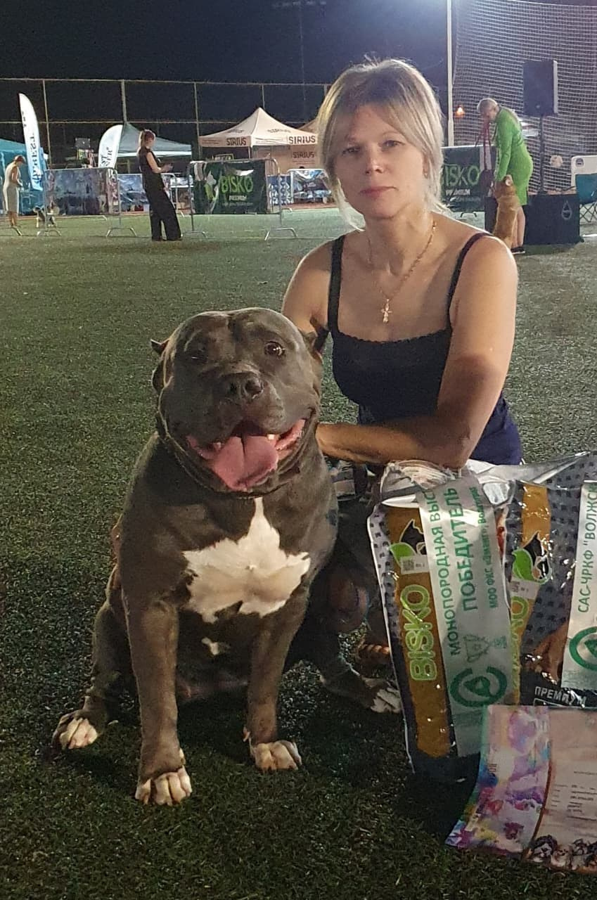 UPB’s Queenie & Zeus. 16.04.24. Американские булли XL в г. Калининград. Питомник Great Bully UNIVERSE