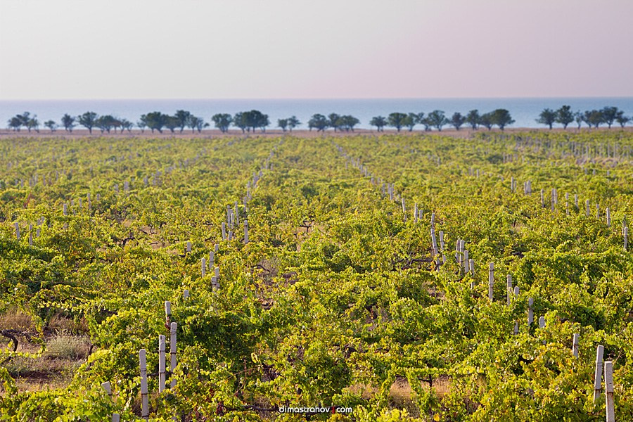 Винзавод Качинский +. Свадебный фотограф, фотосъемка в Крыму, Севастополе, Симферополе, Ялте