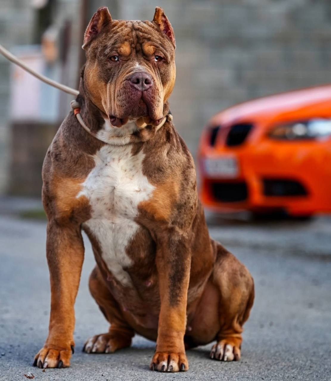 Mako’s GRANDBAR. Американские булли XL в г. Калининград. Питомник Great Bully UNIVERSE