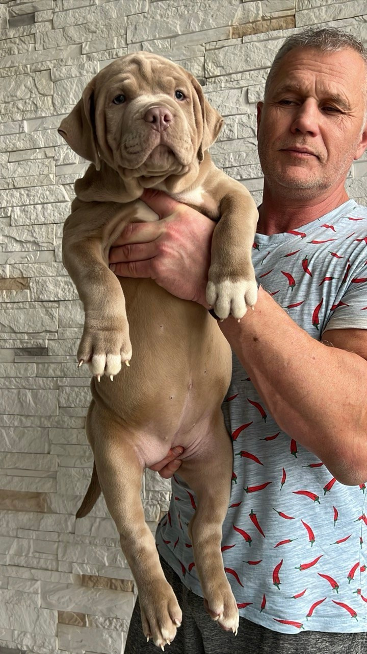 Hunter&Queenie, 10.09.25. Американские булли XL в г. Калининград. Питомник Great Bully UNIVERSE