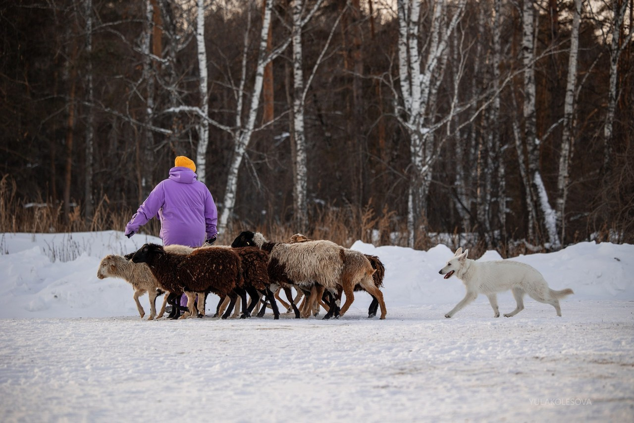 Отзывы. YULA KOLESOVA | Фотограф — Анималист | Художник | Тюмень