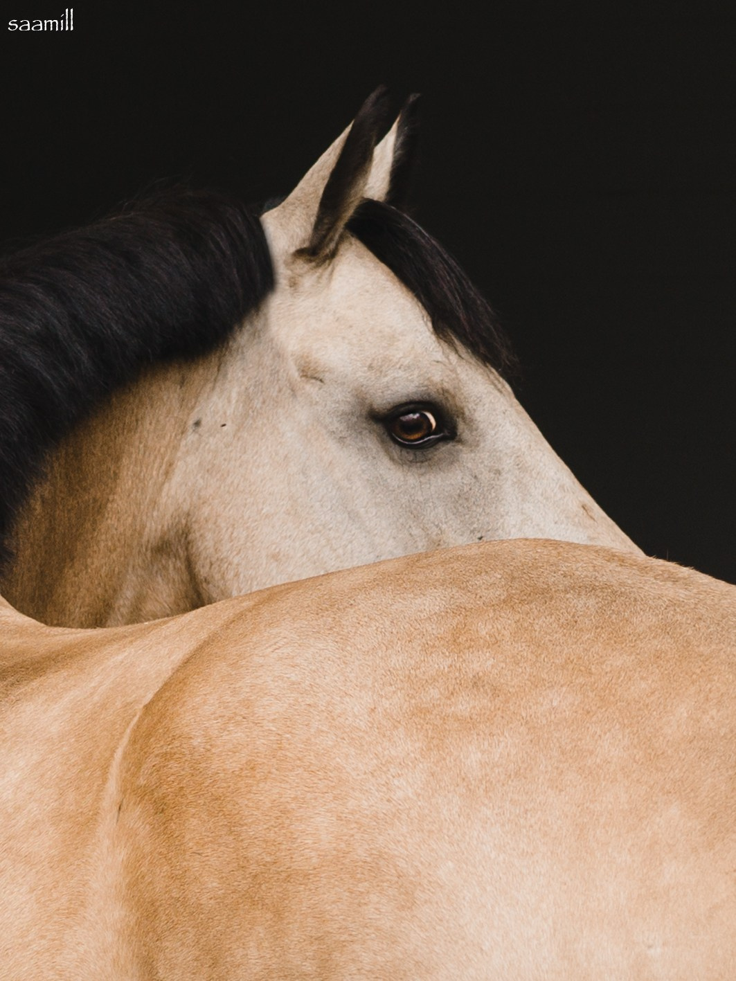 Life with horse. Saamill