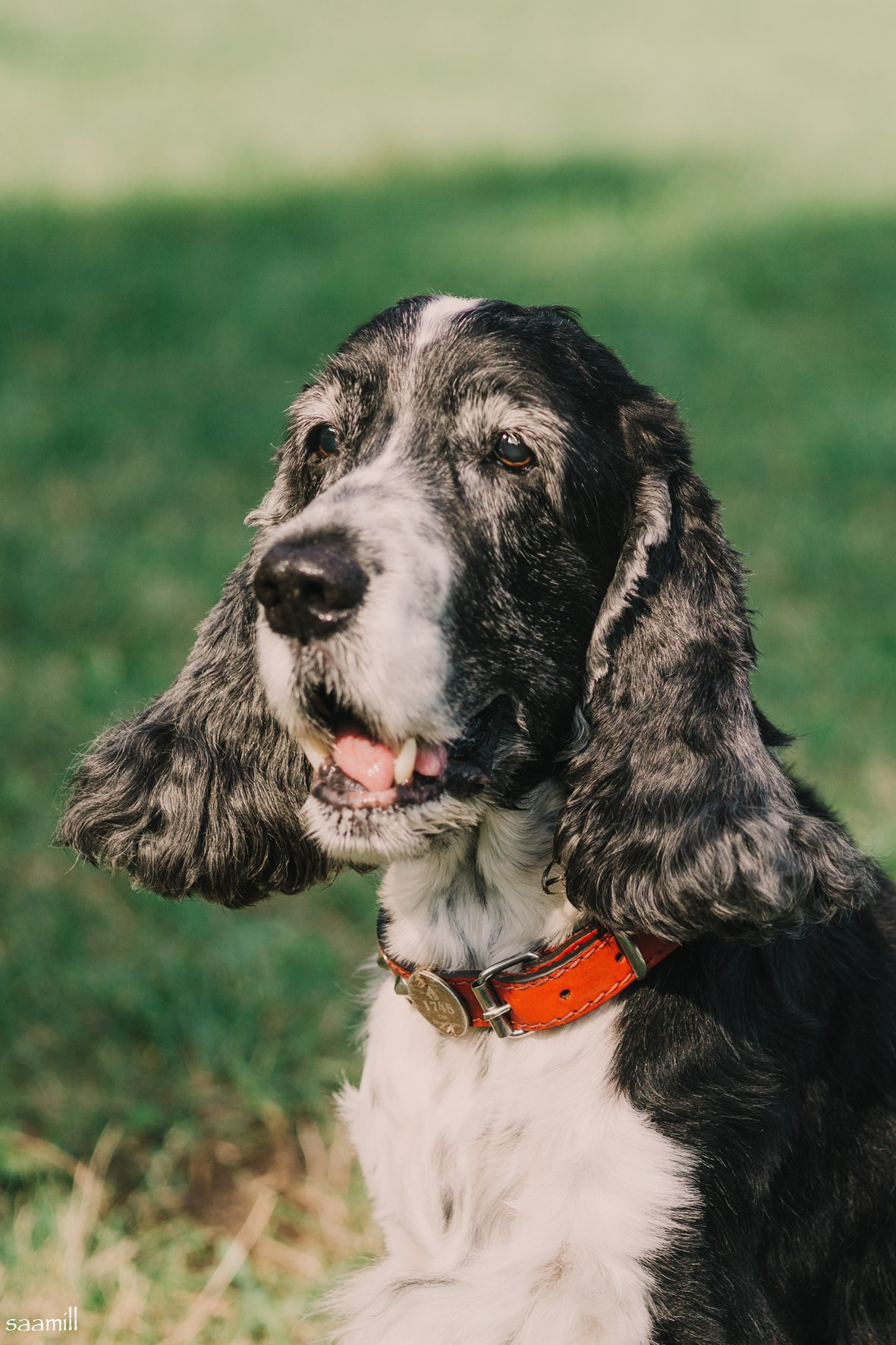 Life with dog. Saamill