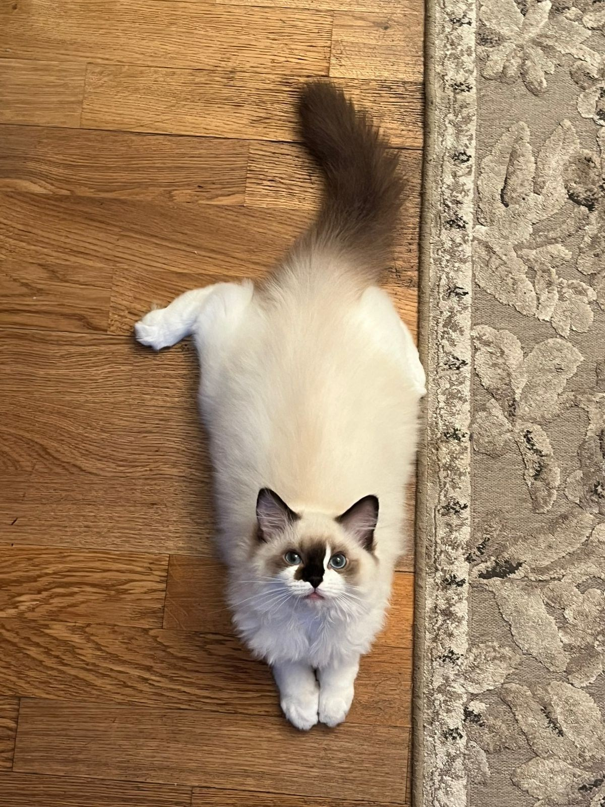 Выпускники Loyal Adore. Питомник рэгдолл Loyal Adore