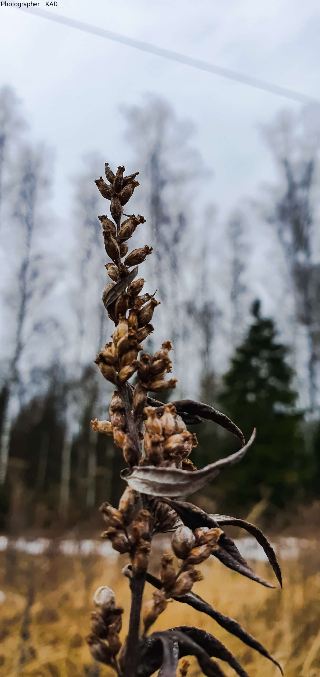 Макросъемка. Photographer K.A.D