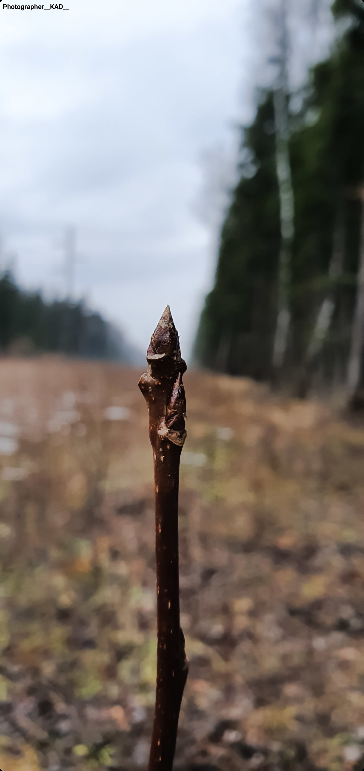 Макросъемка. Photographer K.A.D