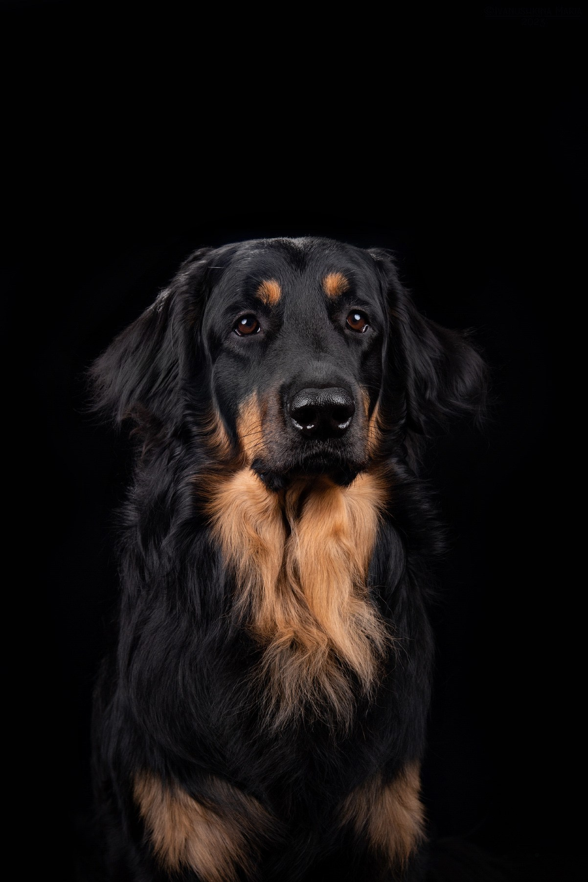 Фотосессия собаки в студии. Фотограф собак в Москве и Московской области Иванушкина Мария