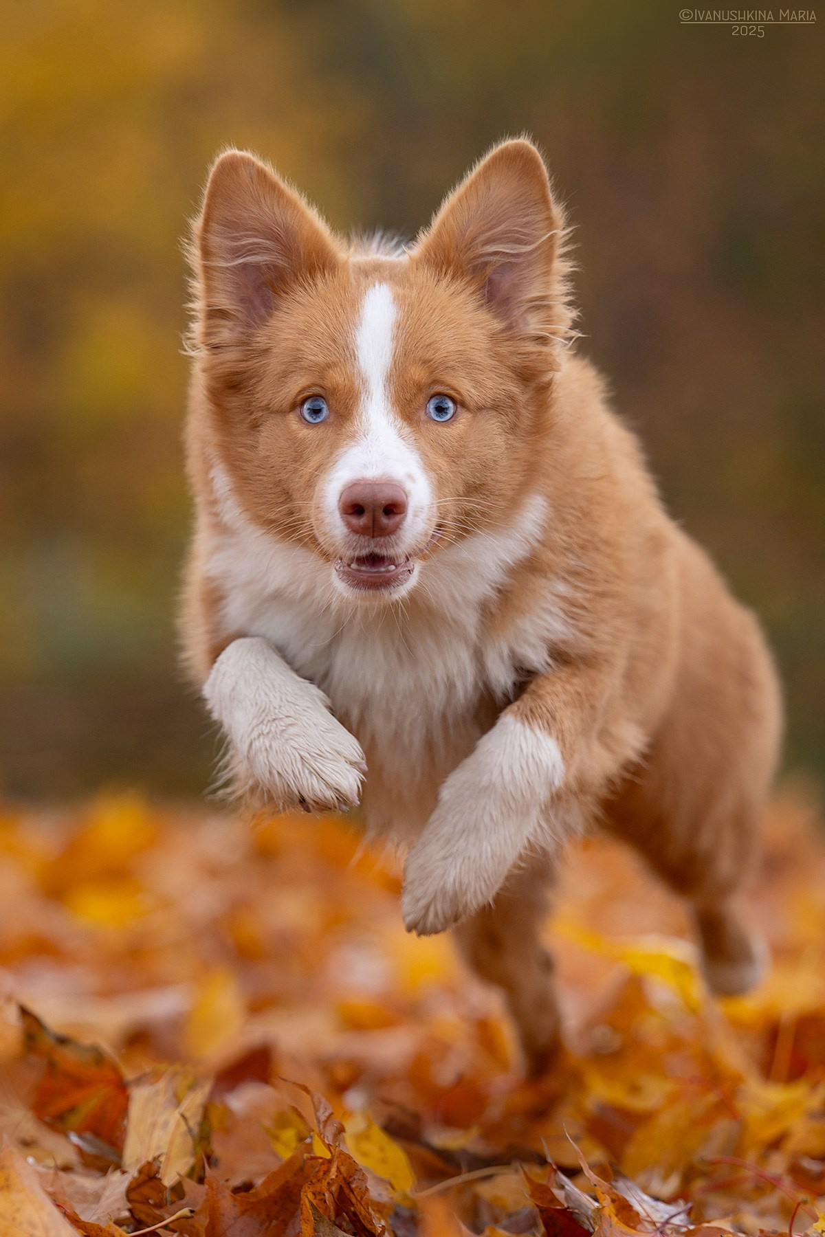 Фотограф-анималист. Фотограф собак в Москве и Московской области Иванушкина Мария