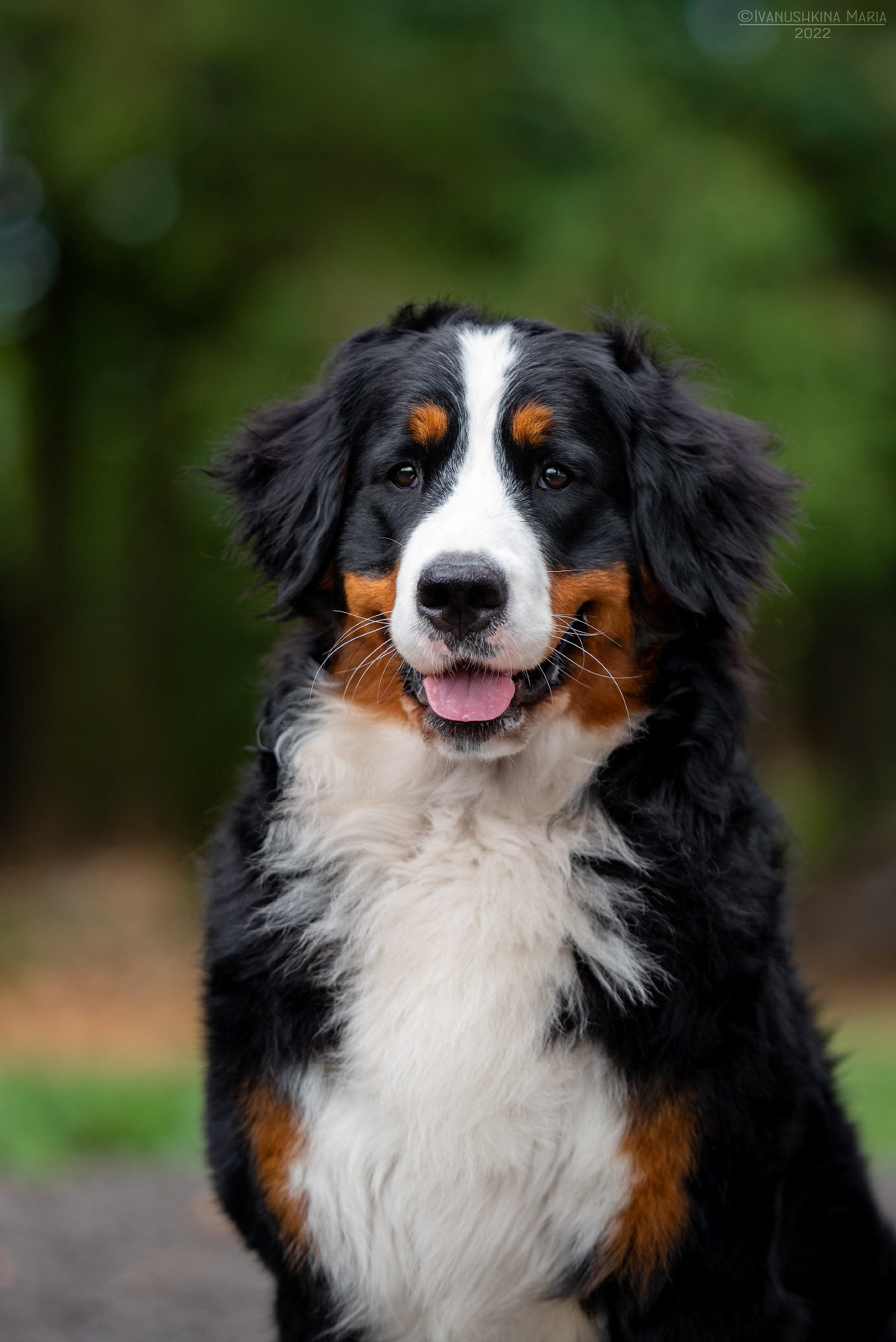 Экстерьерная фотосессия собаки. Фотограф собак в Москве и Московской области Иванушкина Мария
