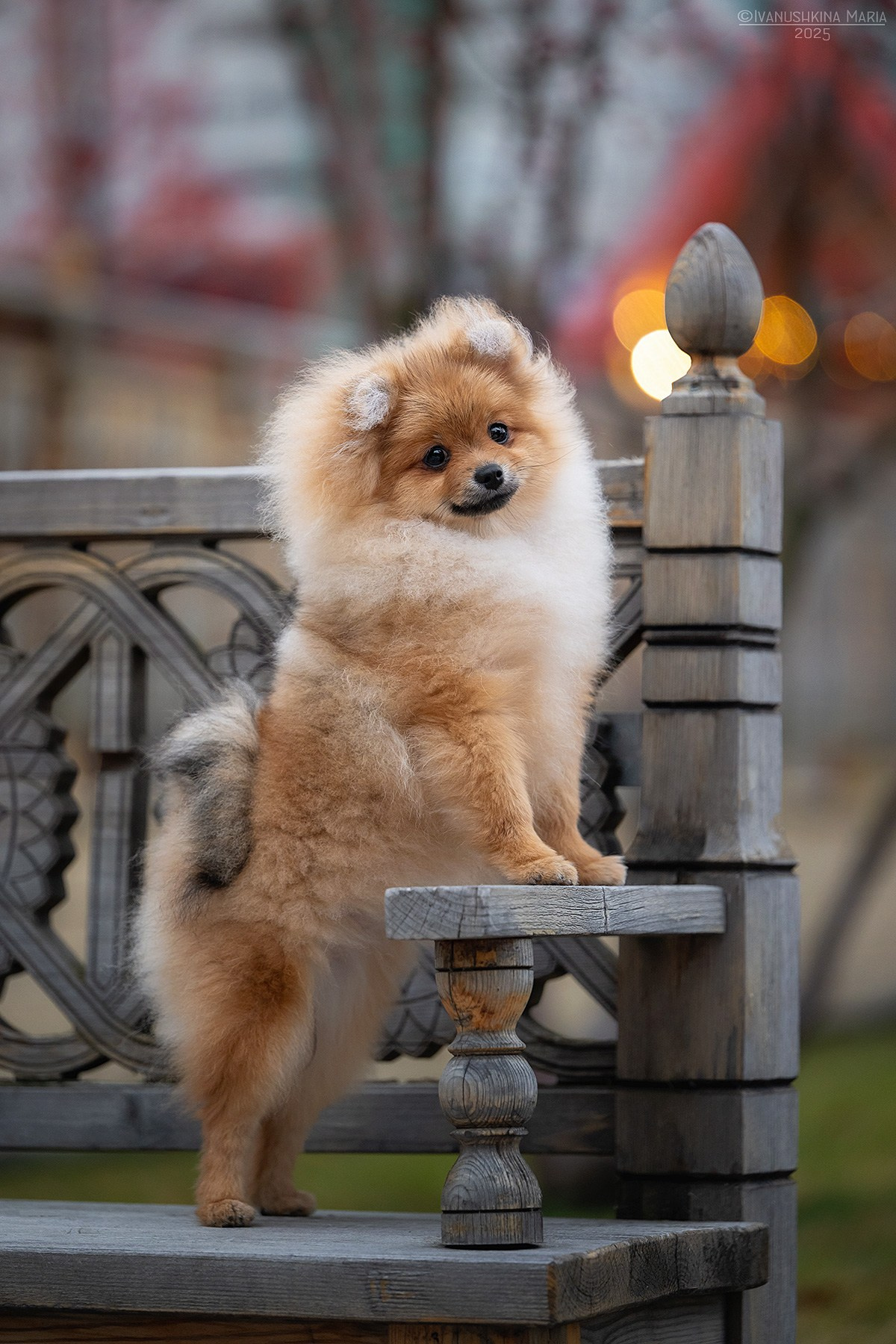 Фотосессия щенков на продажу. Фотограф собак в Москве и Московской области Иванушкина Мария