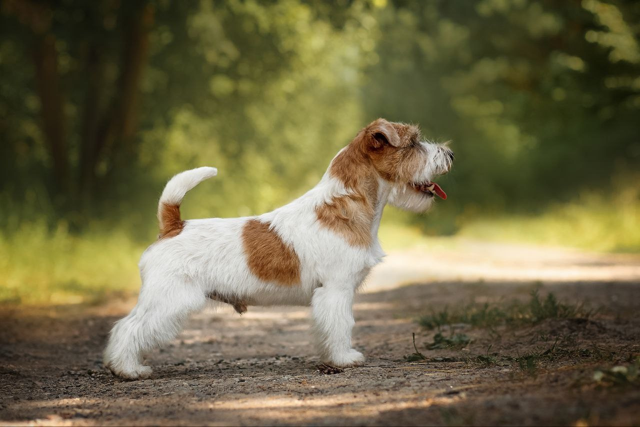 Lovely-Orange Boo. Lovely-Orange питомник джек рассел терьеров