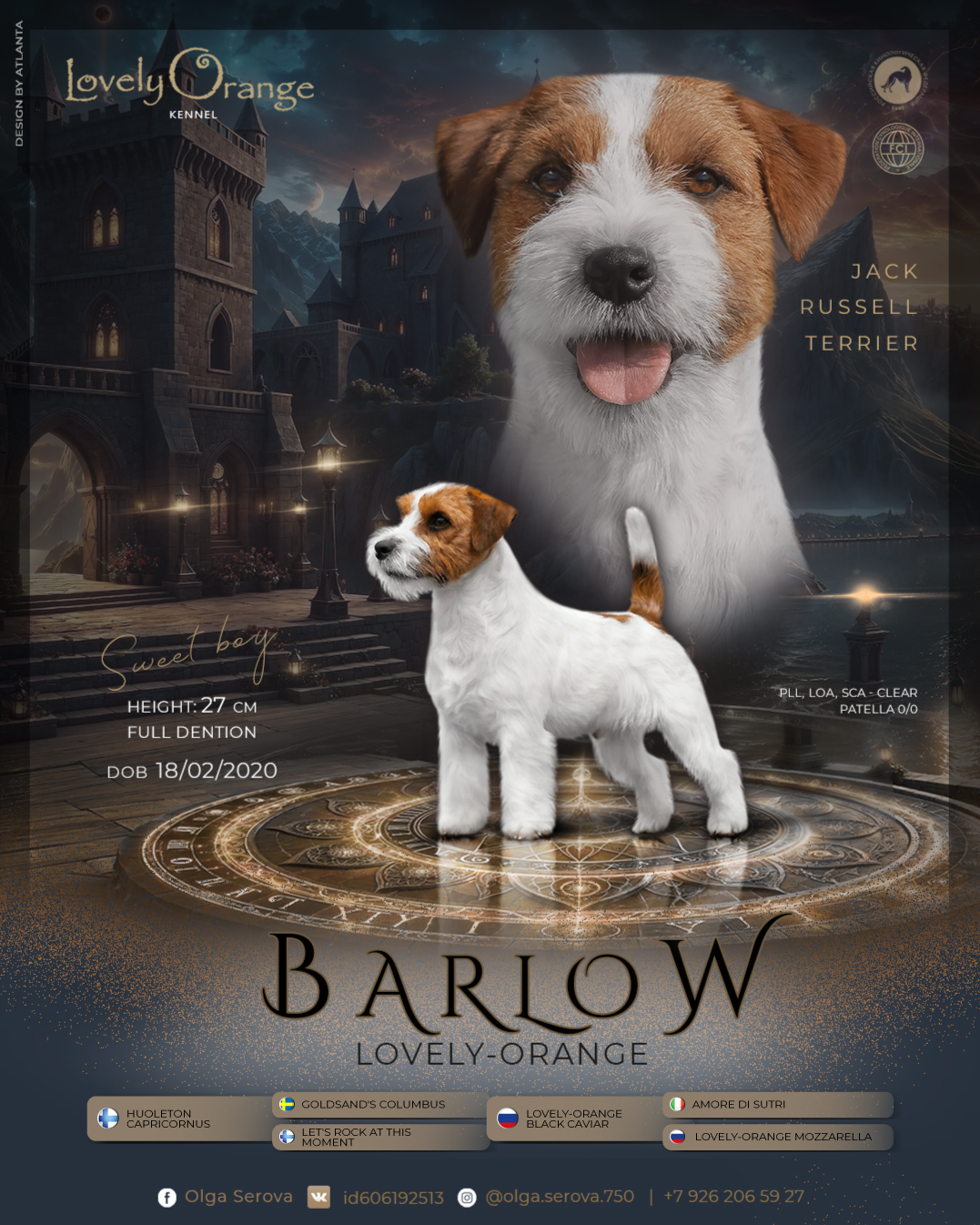 Lovely-Orange Barlow. Lovely-Orange питомник джек рассел терьеров