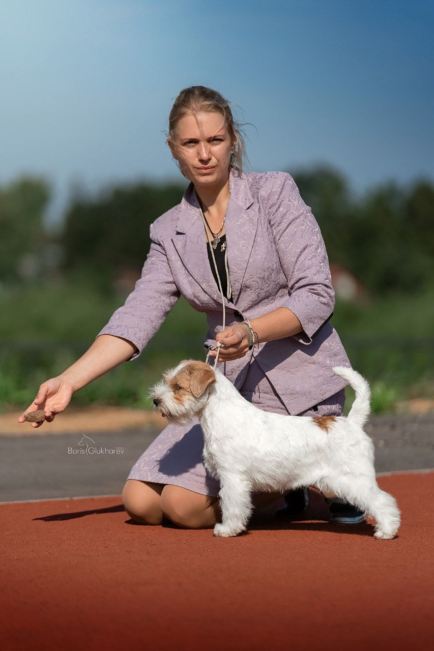 LOVELY-ORANGE GRAVITY DOES NOT EXIST. Lovely-Orange питомник джек рассел терьеров