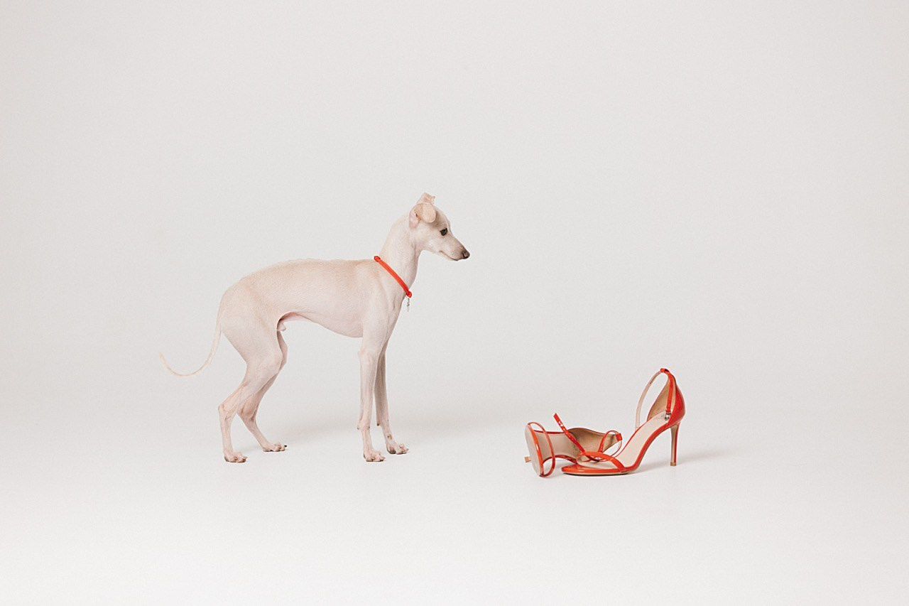 Празднуем дни Рождения. Профессиональный питомник левреток РКФ/FCI ASTI SAPPHIRE 💎 Сочи|Санкт-Петербург