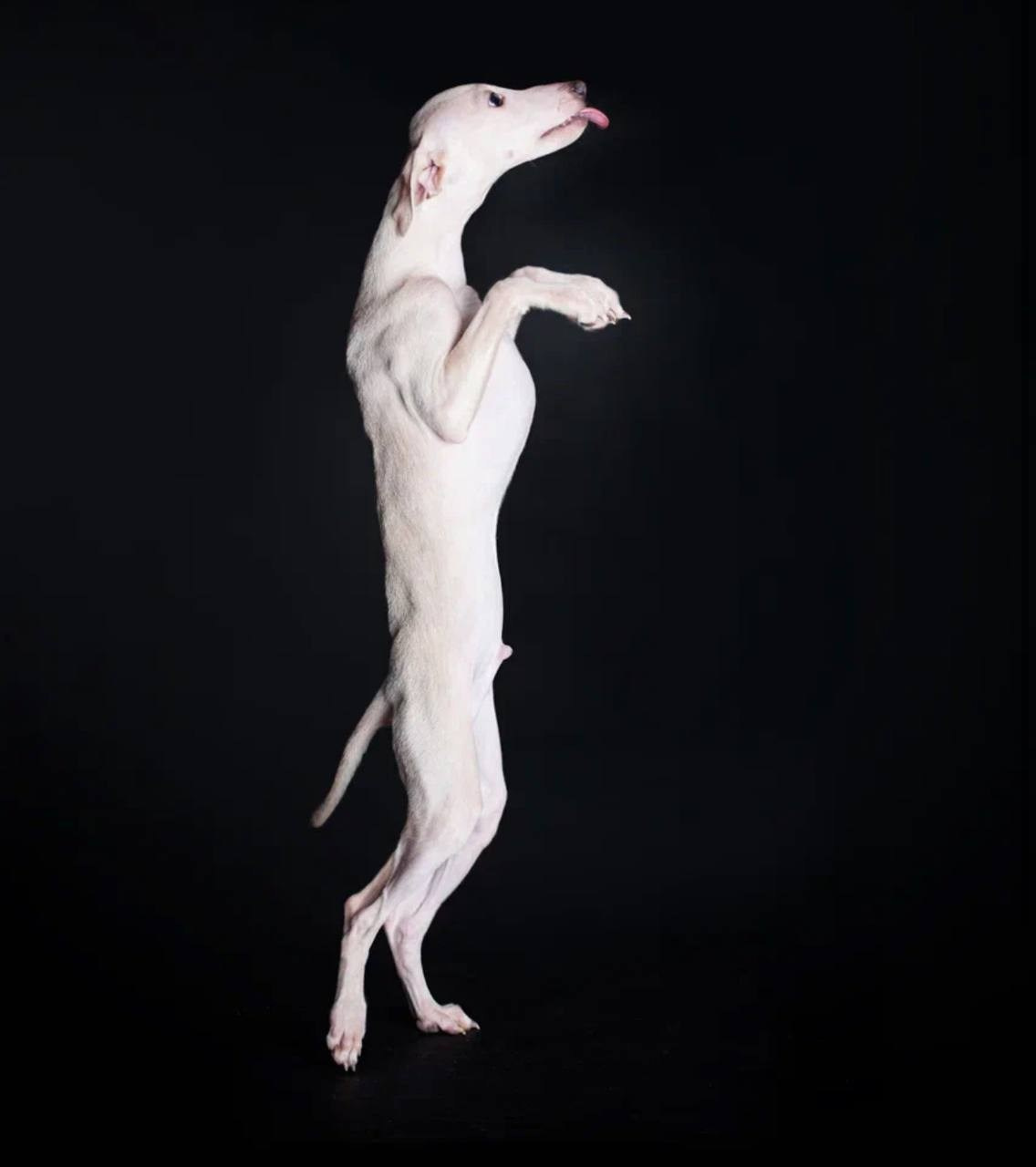 Jeremy & Jupiter. Профессиональный питомник левреток РКФ/FCI ASTI SAPPHIRE 💎 Сочи|Санкт-Петербург