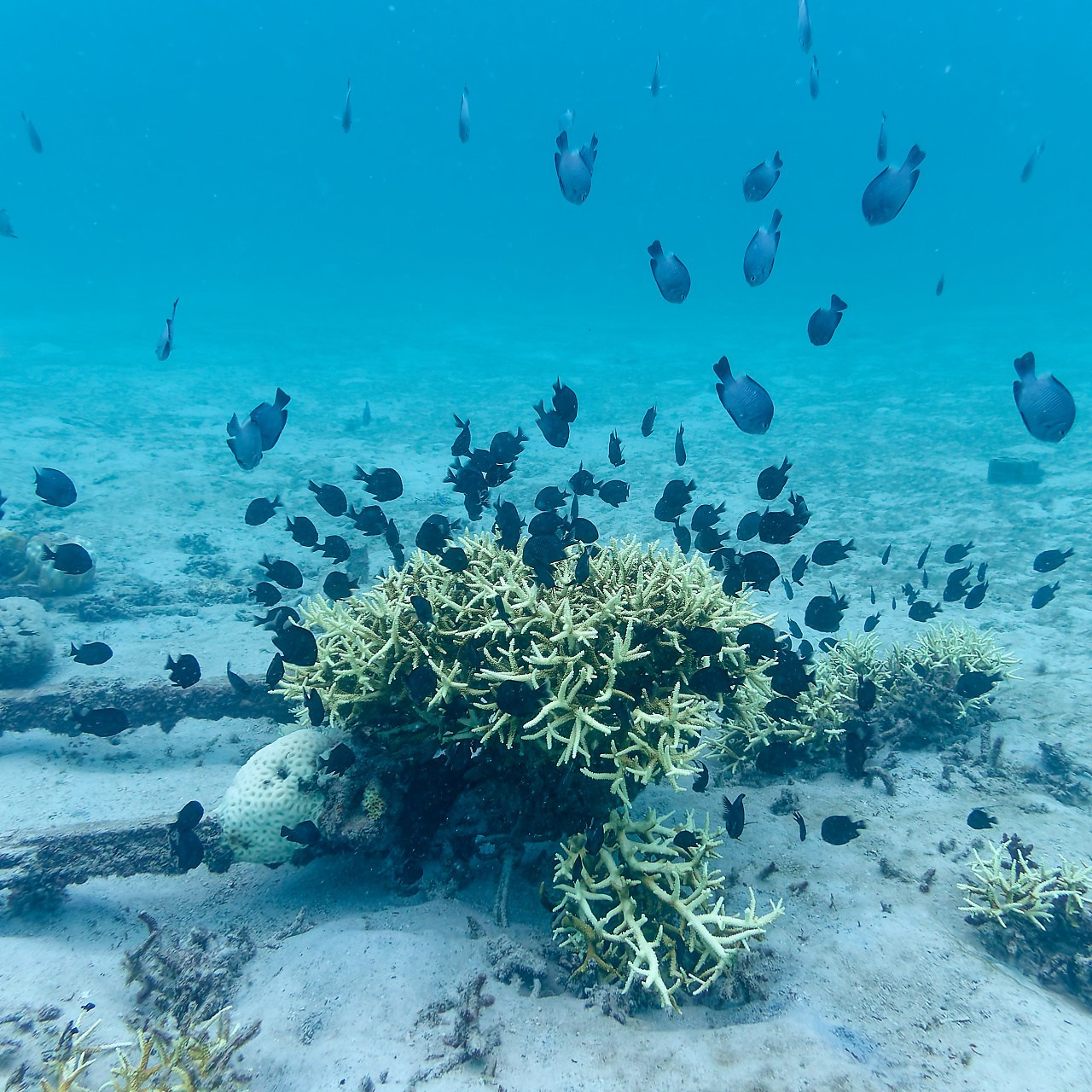 Мне посмотреть. Рыбов показываю