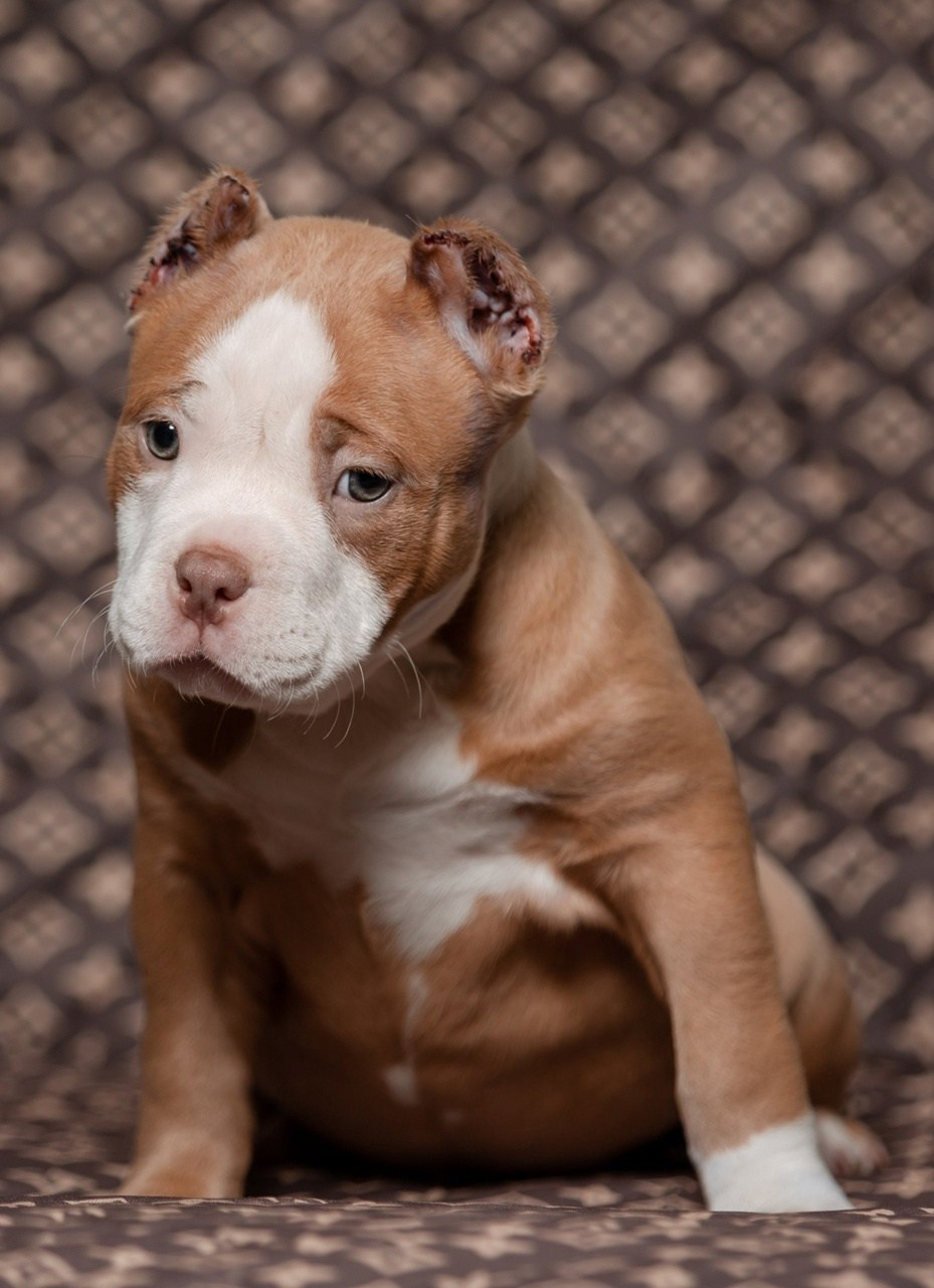 собаки American Bully в Архангельске