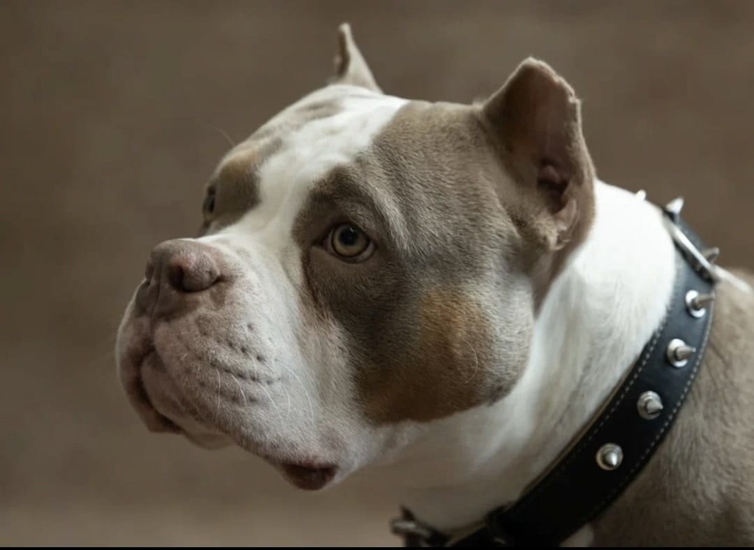 Купить высокопородного щенка американского булли 