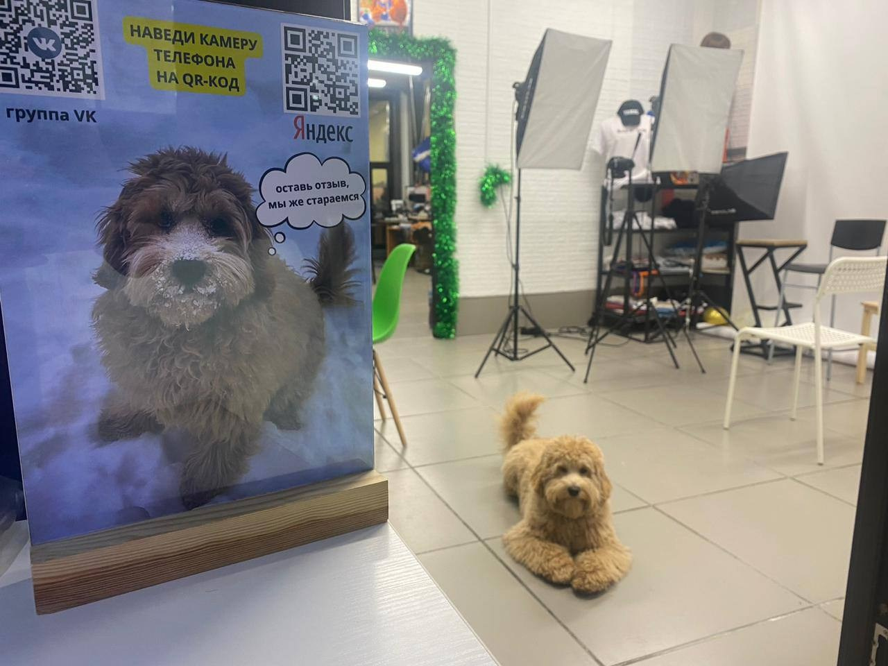 Выпускники. Заводчик Labradoodle в Санкт-Петербурге — Костылева Ульяна