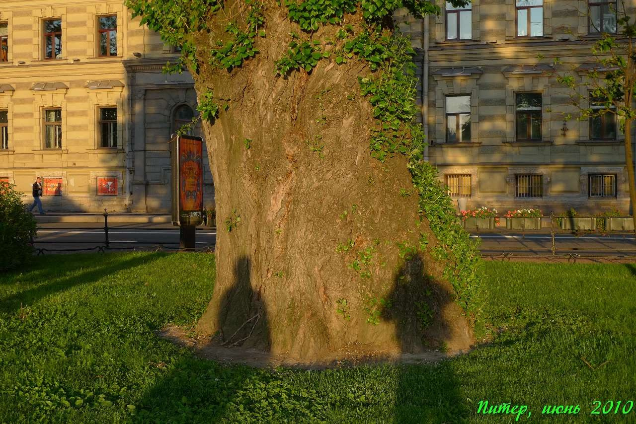 Питер 2010 г. Улица, люди, жизнь…