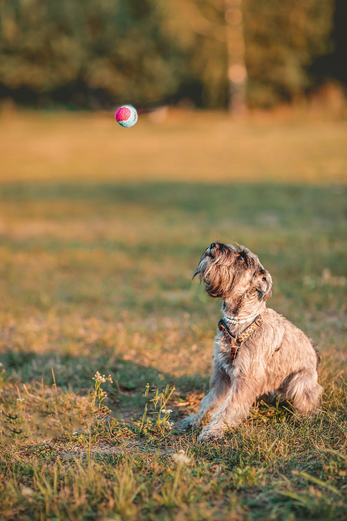 Оля и Ася. Семейный фотограф анималист Мария Крючкова