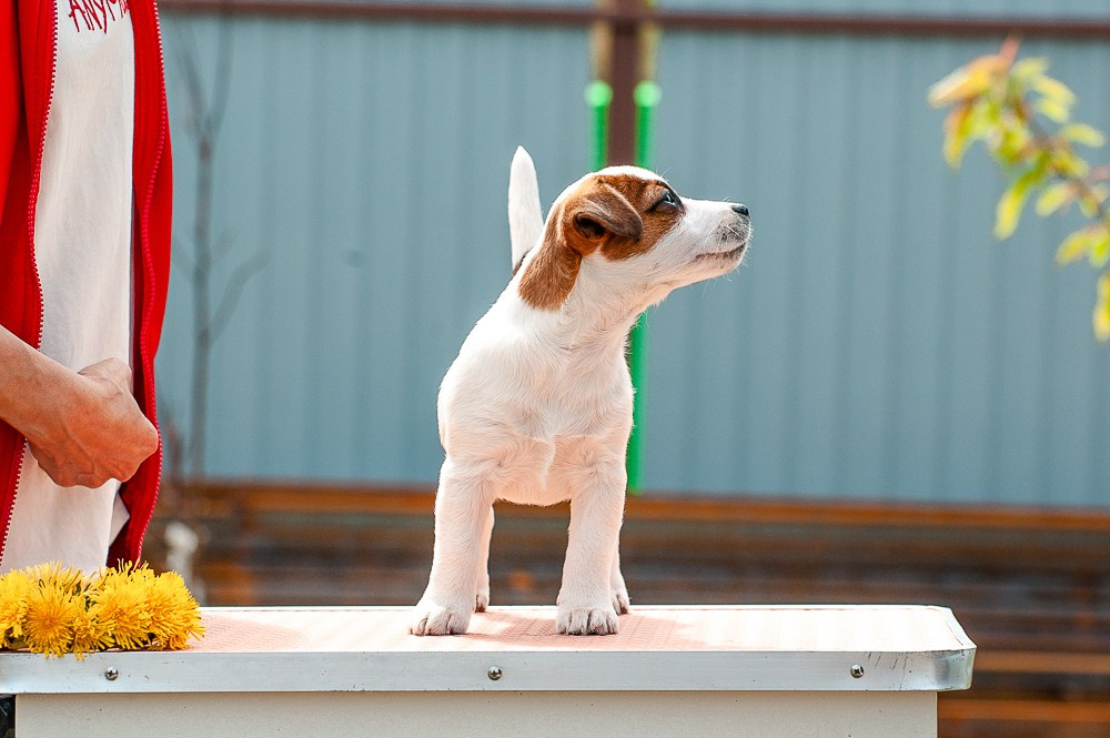 Джек расКАНЕ МАЭСТРО ФЕРИТЕЙЛ. Девочка гладкошерстная из питомника КАНЕ МАЭСТРО.Шикарный темперамент. Продается.
