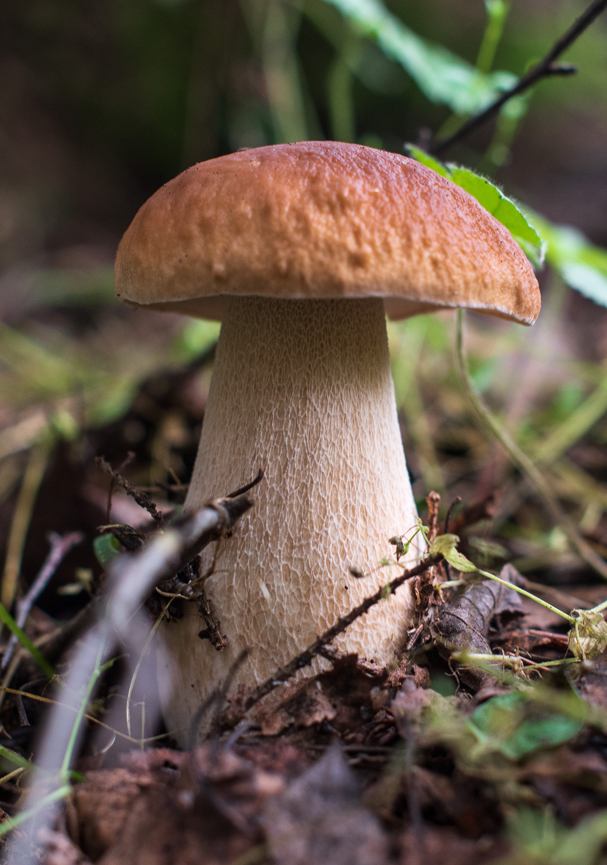 Макро. Приходской фотограф и педагог Екатерина Ивлянова