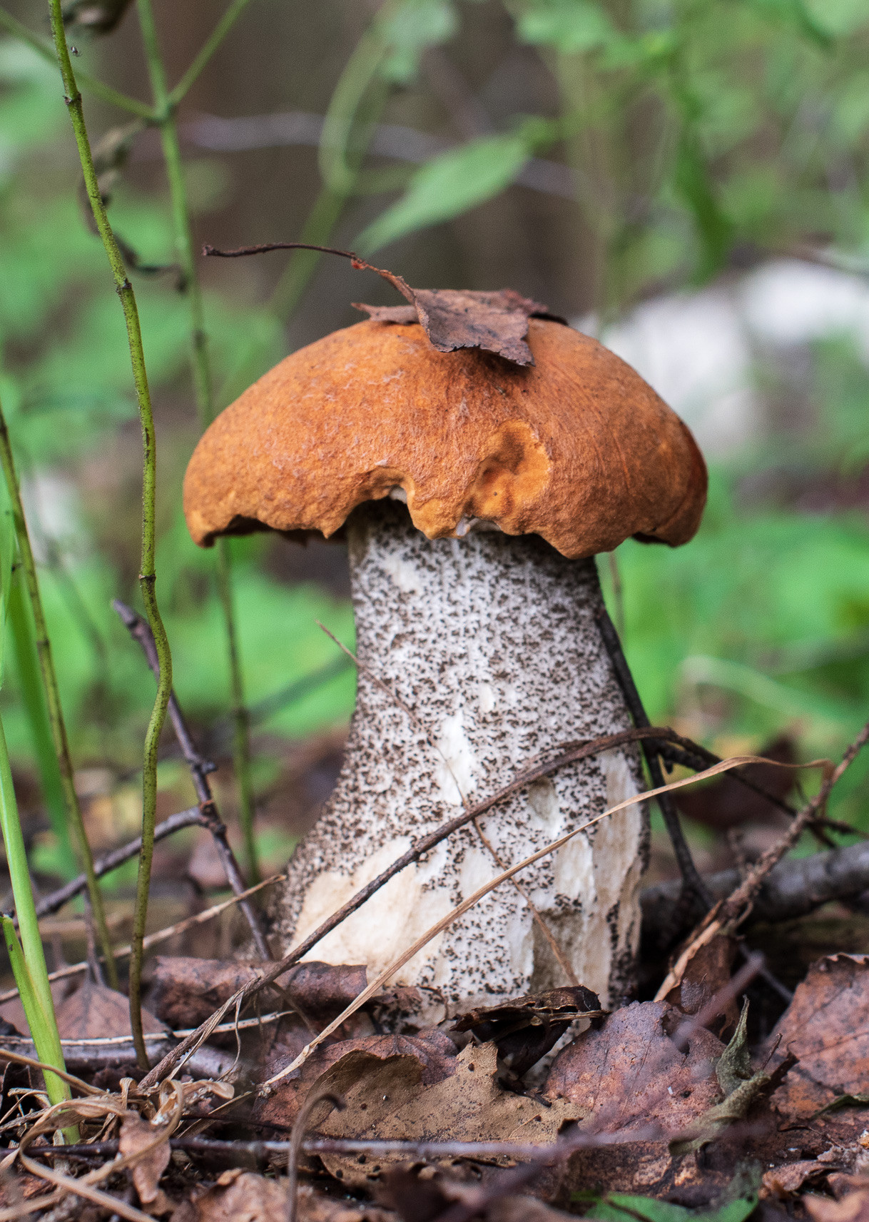 Макро. Приходской фотограф и педагог Екатерина Ивлянова