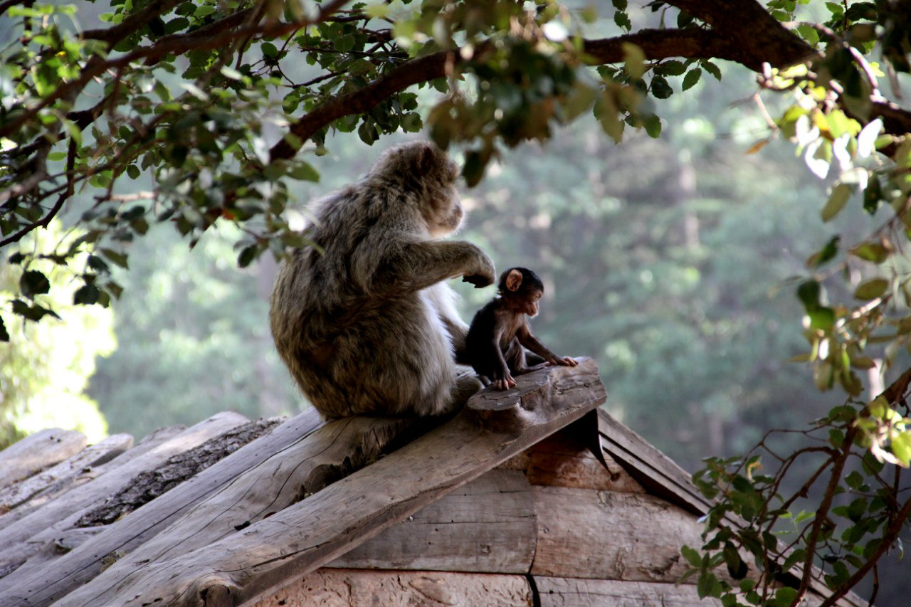Калейдоскоп путешествий. Семейный и детский фотограф. Москва. Пронина Тома