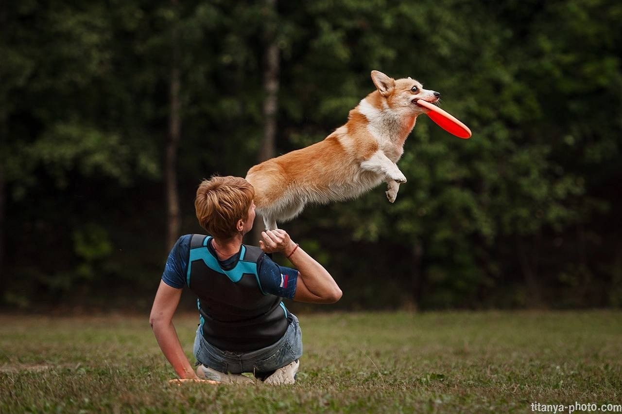 Чемпионат России по дог-фризби (2018, перенос со старого сайта). Фотограф собак, фотограф-анималист Аня Титова (Titanya). Москва