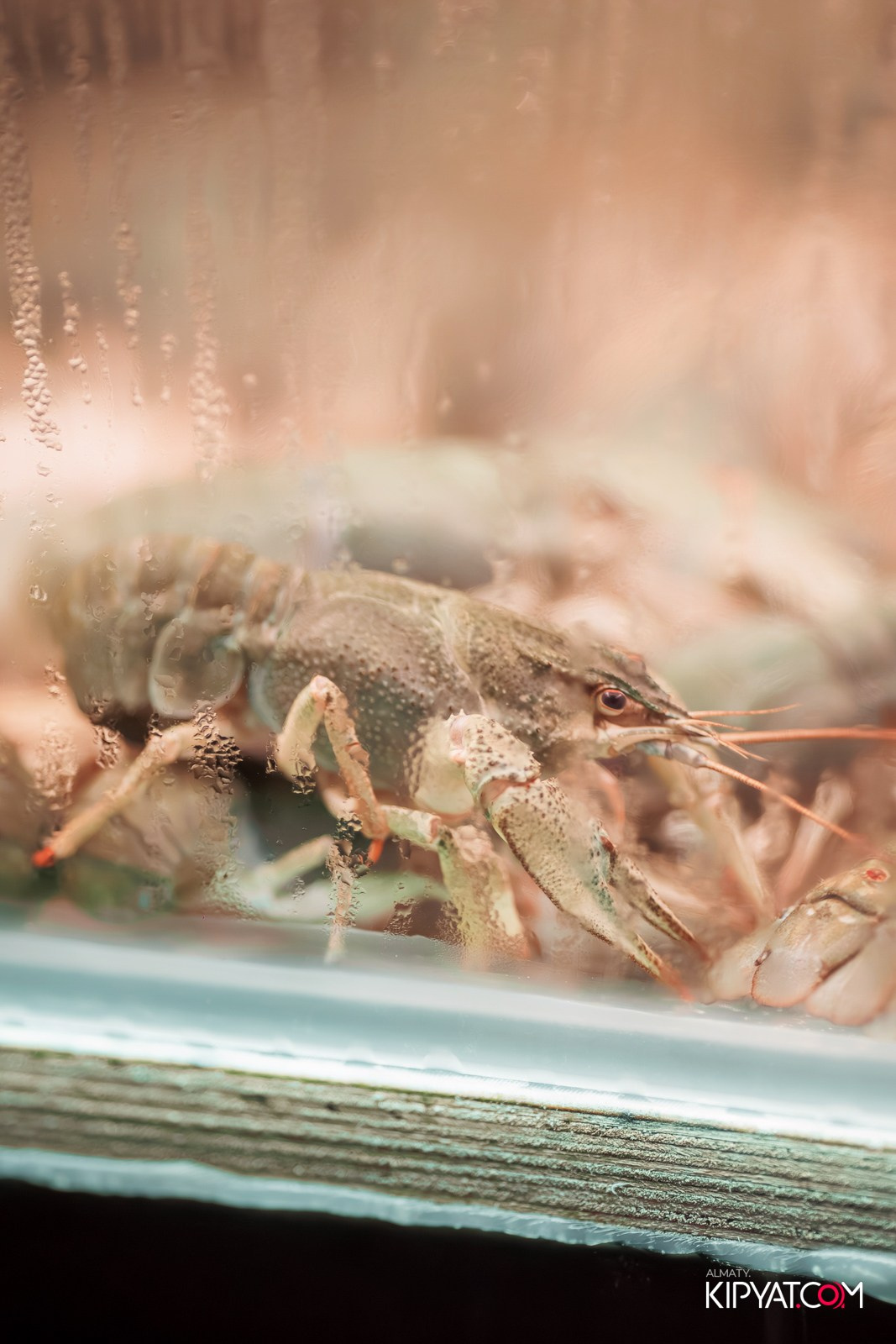 СУББОТА В MUNCHEN PUB. КИПЯТКОМ АЛМАТЫ!
