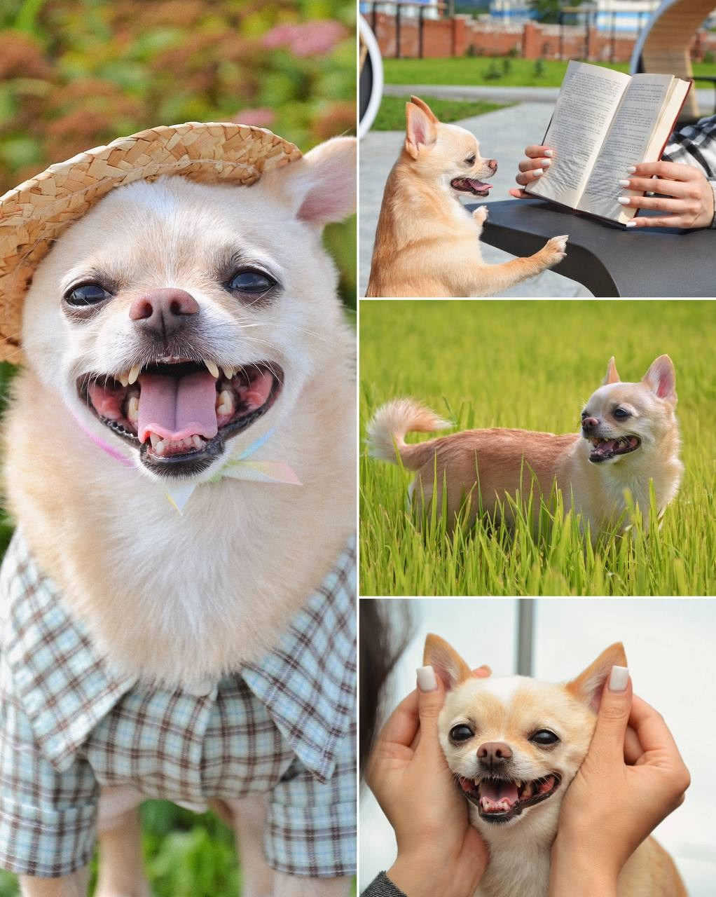 Фото Прогулки. Семейный фотограф анималист г. Находка