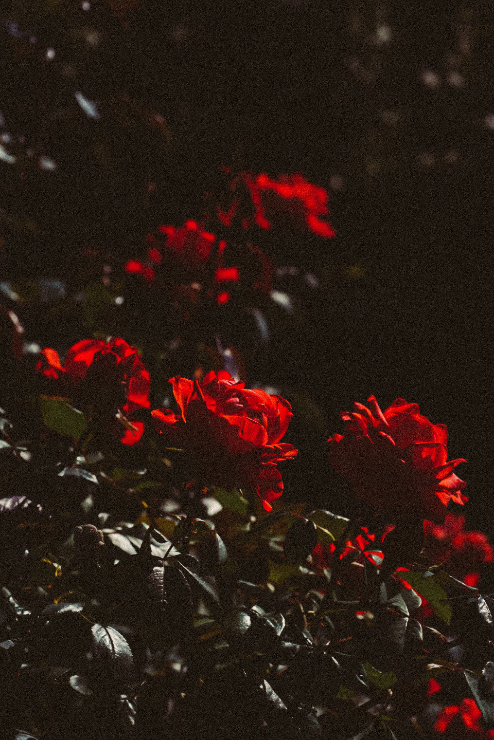 Фотообои на телефон 🖤. Семейный фотограф в городе Ейск — Михайлова Татьяна