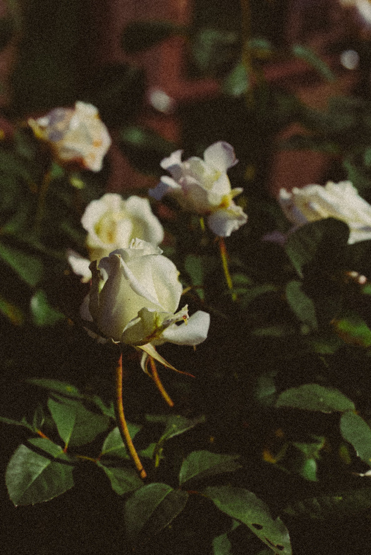 Фотообои на телефон 🖤. Семейный фотограф в городе Ейск — Михайлова Татьяна
