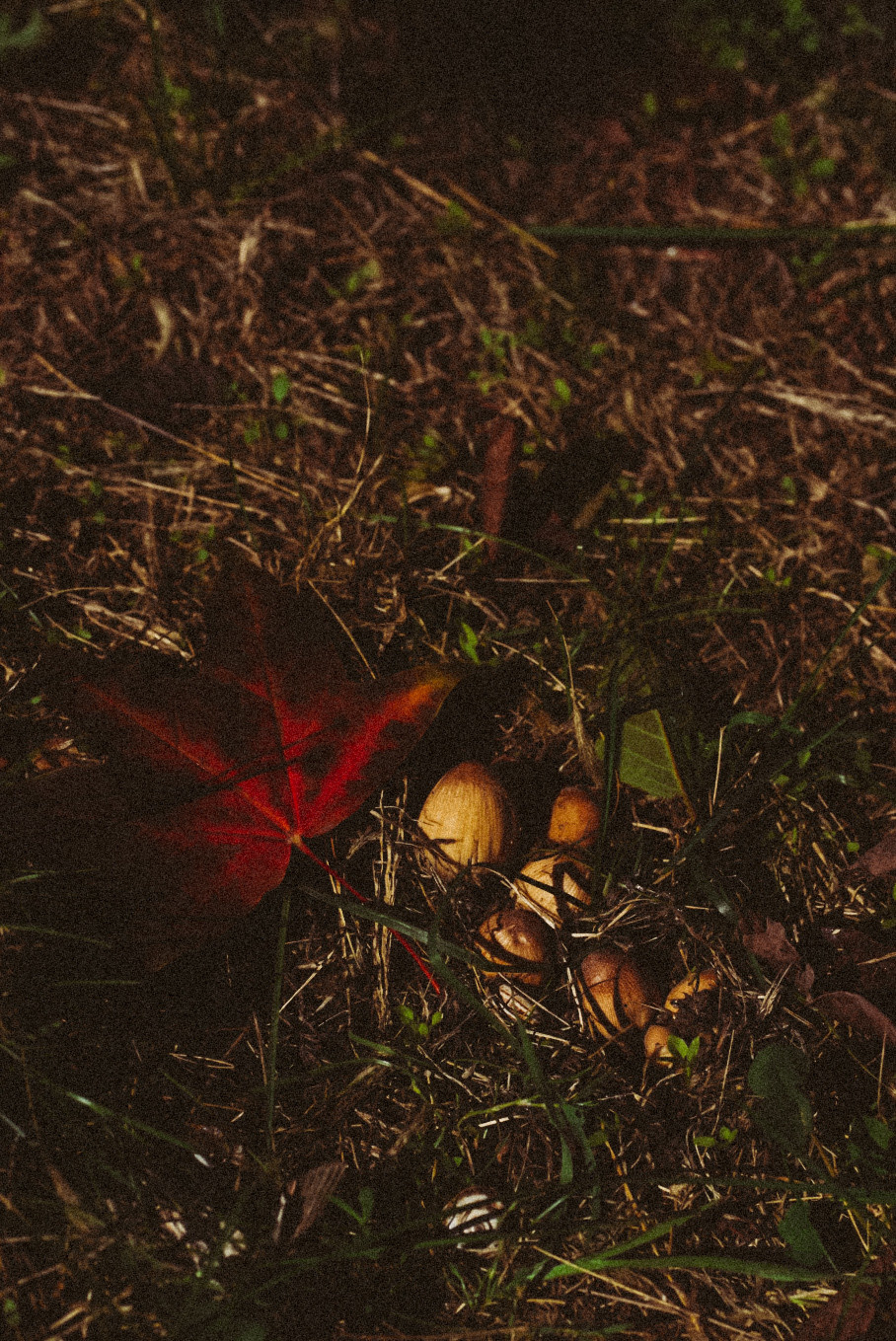 Фотообои на телефон 🖤. Семейный фотограф в городе Ейск — Михайлова Татьяна