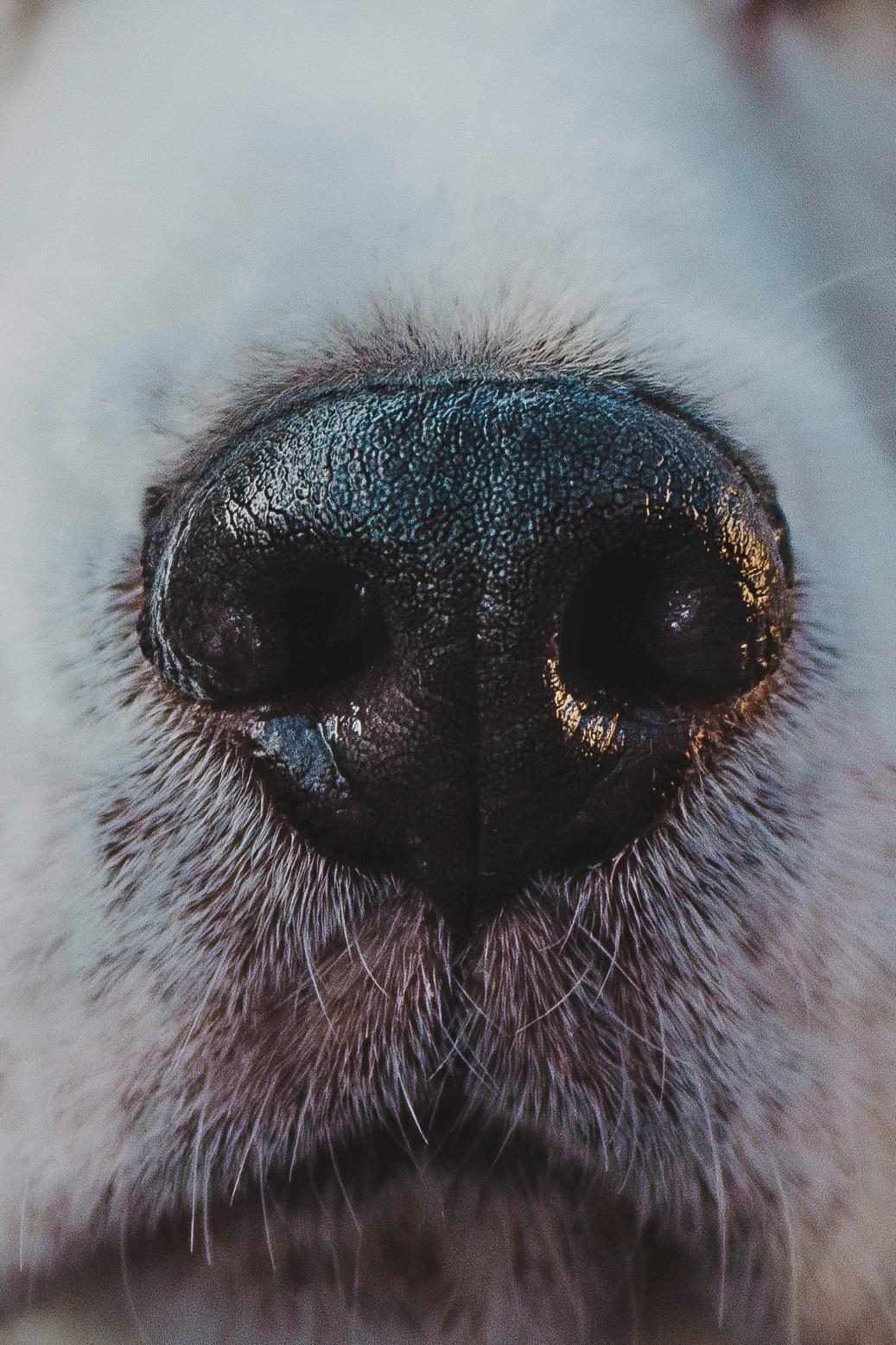 Ксения и Гаечка. Фотограф анималист в Спб недорого Олеся Майорова