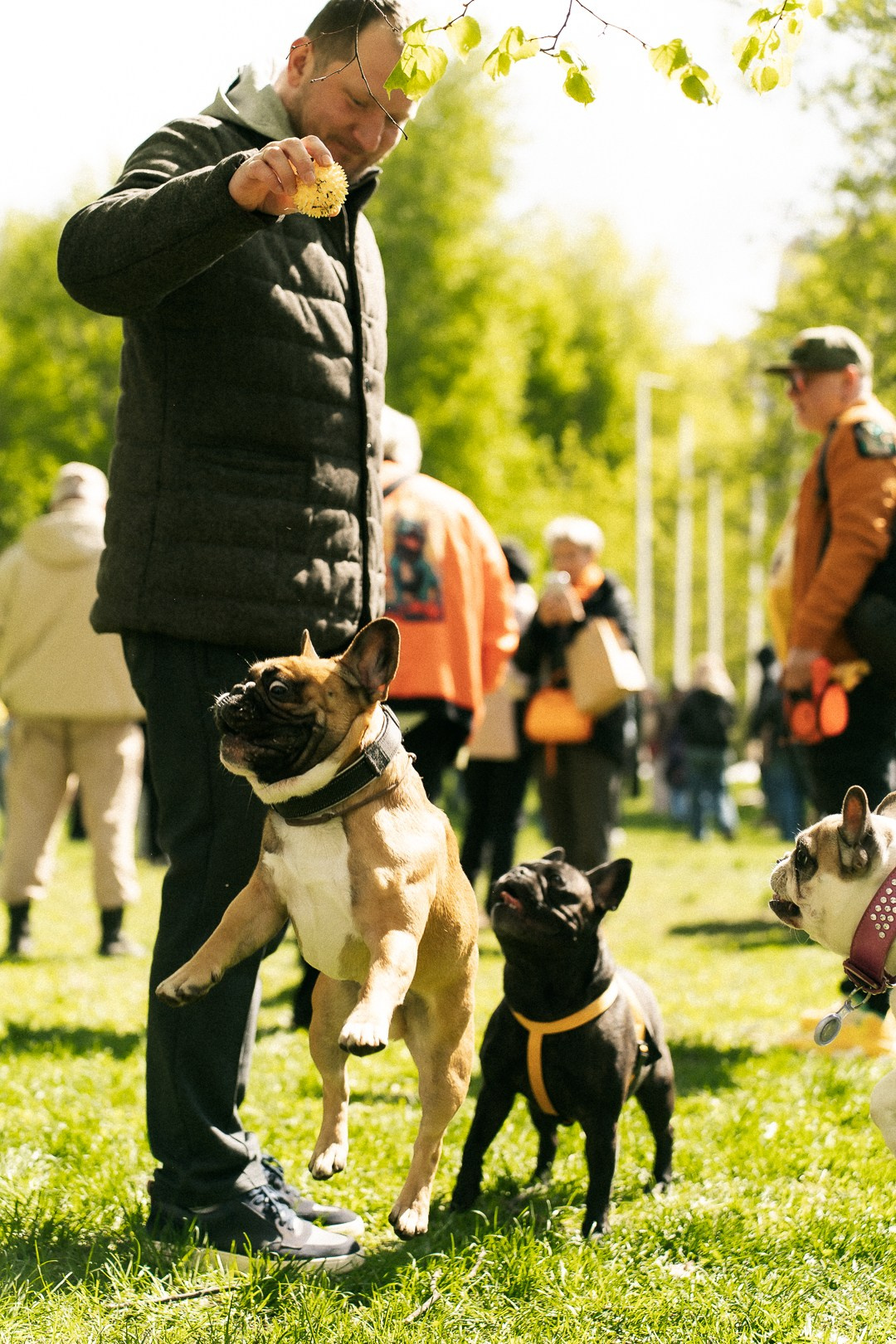 Парад Бульдогов. Axenov_eugene